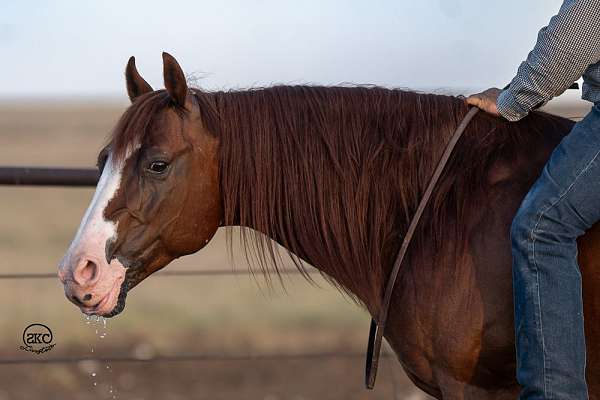 ranch-versatility-quarter-horse