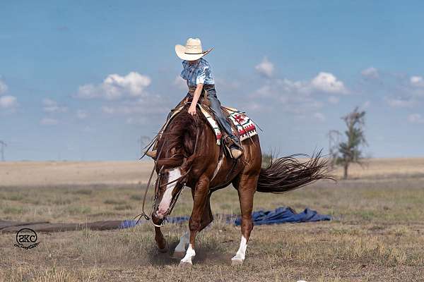 reining-quarter-horse