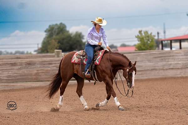 roping-quarter-horse