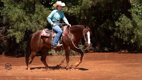 team-penning-quarter-horse