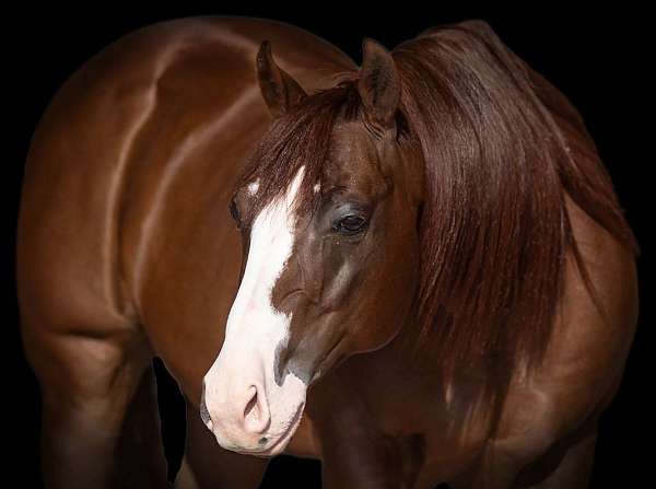 trail-riding-quarter-horse