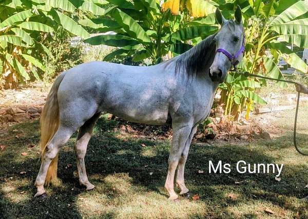 black-grey-beginner-ridden-english-horse