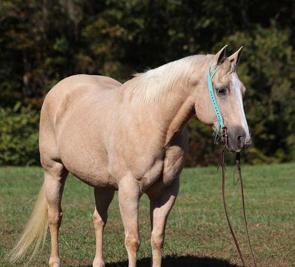 palomino-blaze-horse