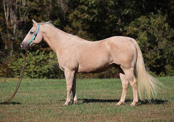 ranch-work-quarter-horse