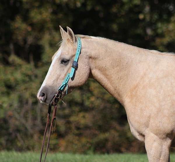 beginner-safe-quarter-horse