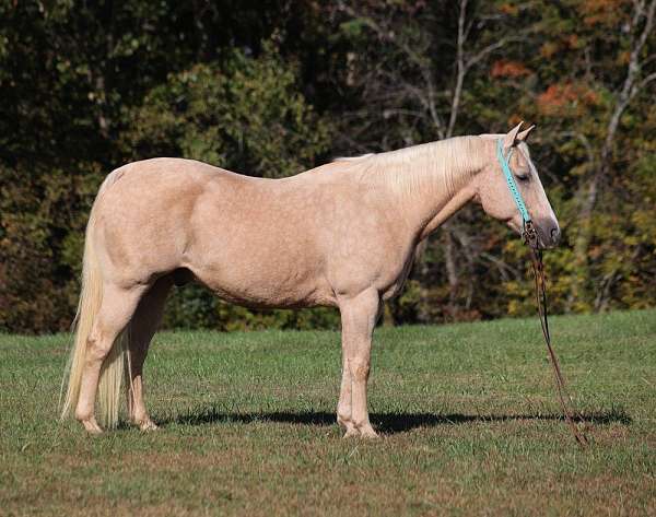 family-horse-quarter