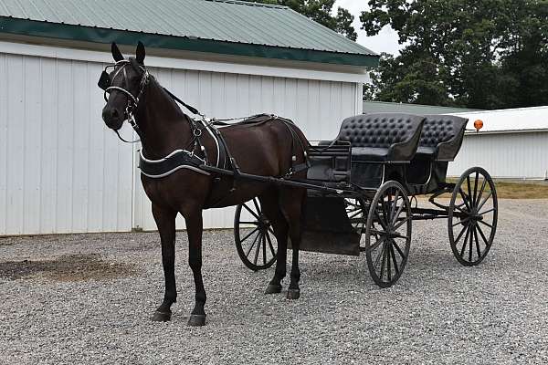 driving-friesian-horse