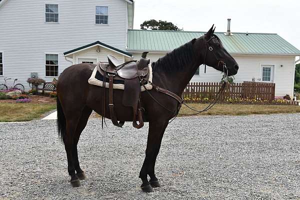 pleasure-driving-friesian-horse