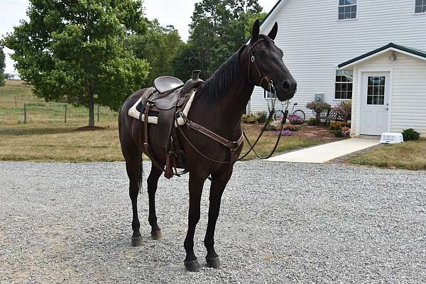 trail-friesian-horse