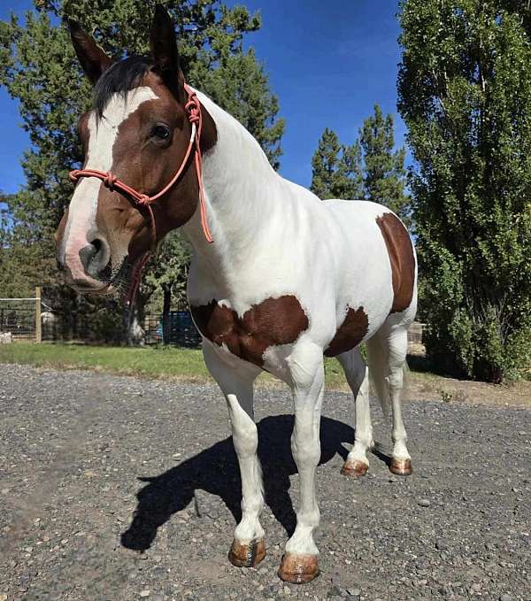 quite-horse-gypsy-vanner