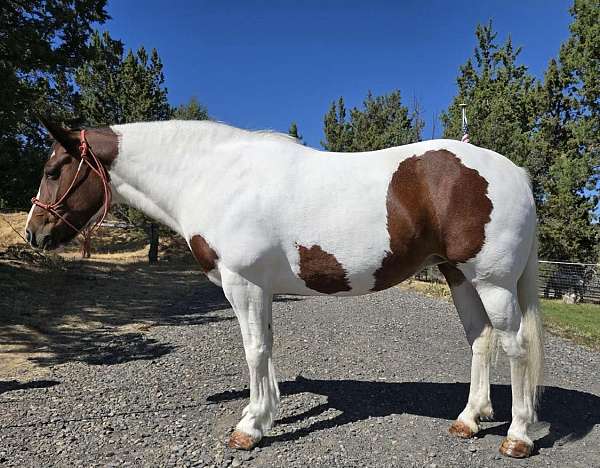 pinto-horse-gypsy-vanner