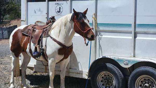 gypsy-vanner-horse