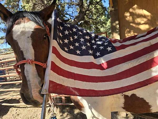 gentle-horse-gypsy-vanner