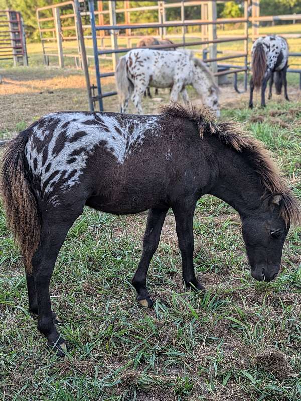 black-white-appaloosa-miniature-colt-stallion