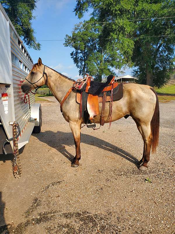 quarter-horse-for-sale