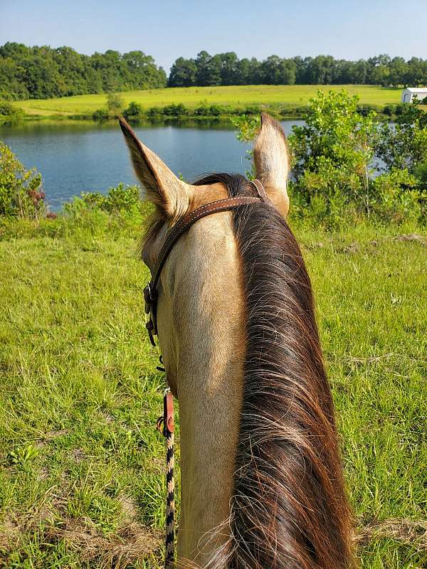 gelding