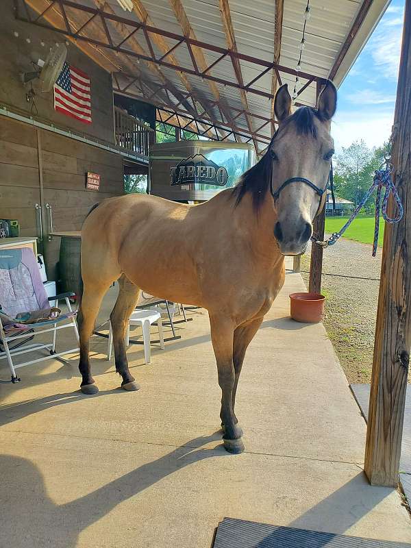 buckskin-lesson-horse