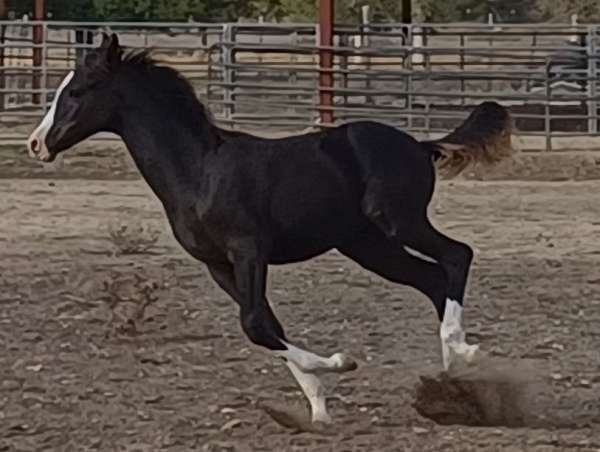 four-white-socks-blaze-horse