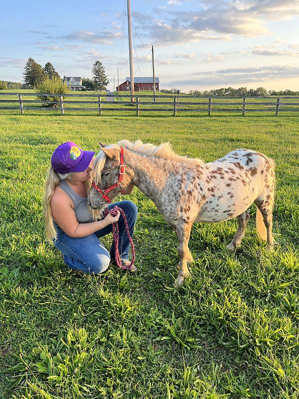 appaloosa-horse