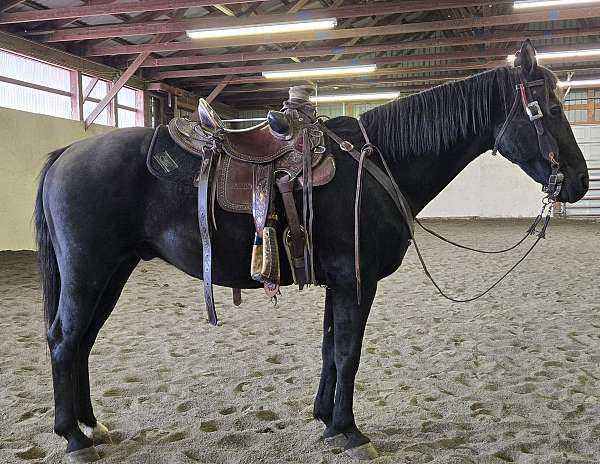 quarter-horse-gelding