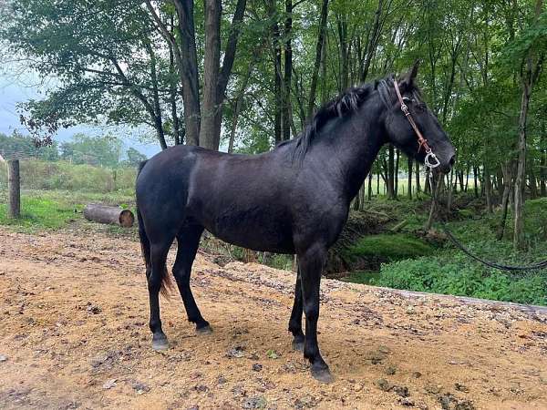 13-hand-friesian-mare