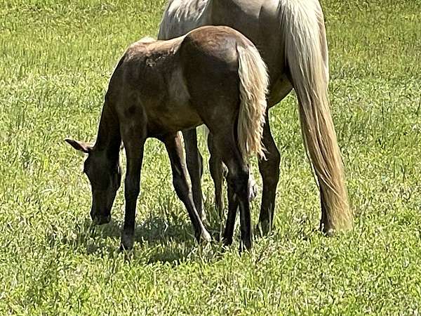 rocky-mountain-horse-trail-horse-filly