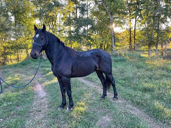 15-hand-percheron-gelding