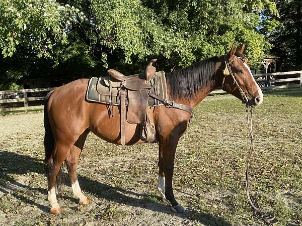 quarter-horse-gelding