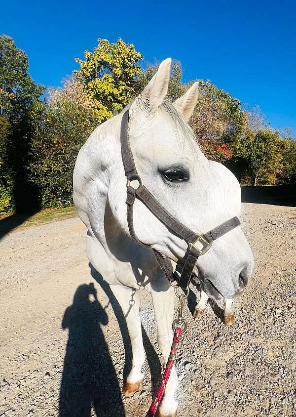 and-more-westphalian-horse