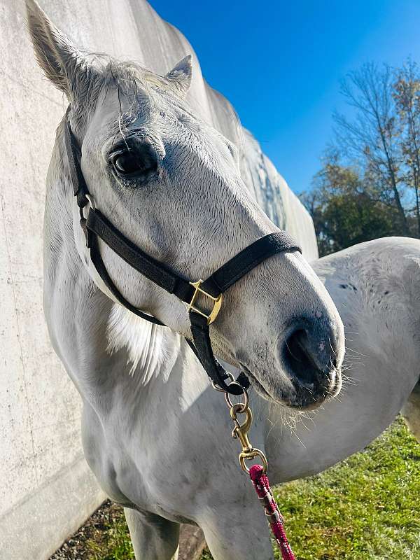 animals-westphalian-horse