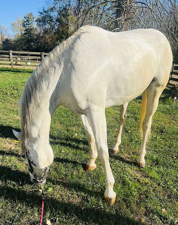 barefoot-westphalian-horse