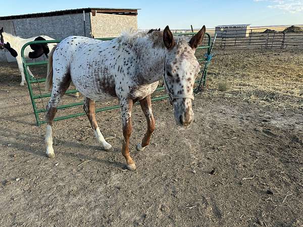 field-hunter-knabstrupper-horse