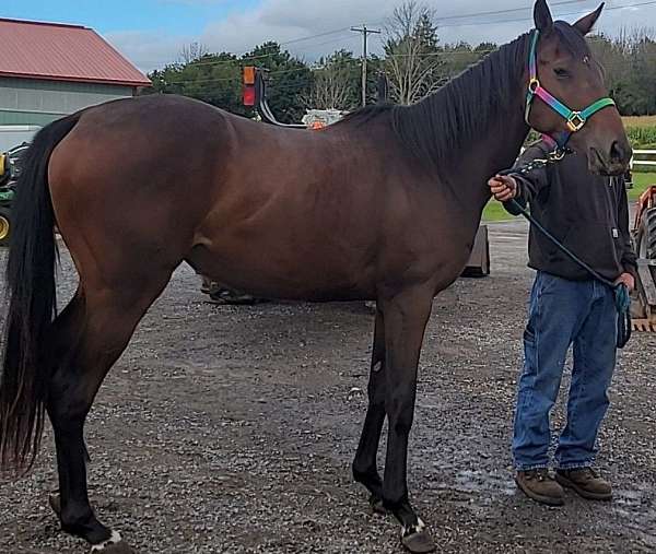 chocolate-thoroughbred-filly