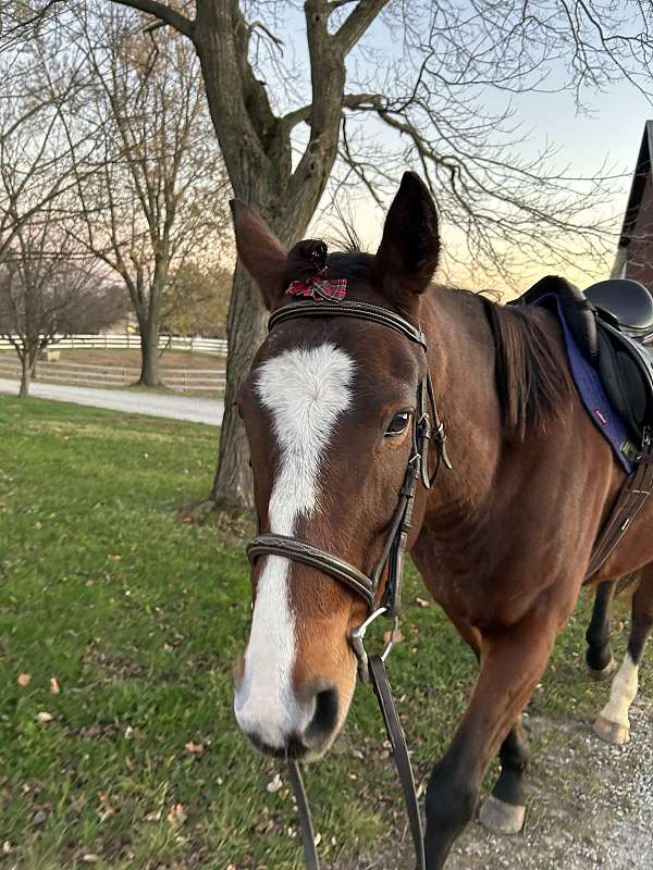 jumping-thoroughbred-horse