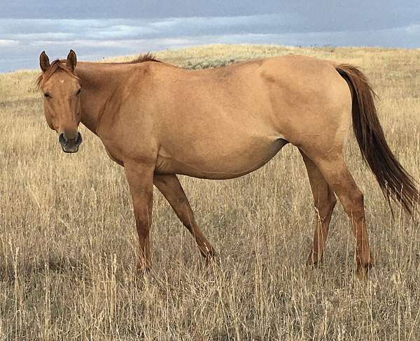 red-dun-breeding-color-producer-horse