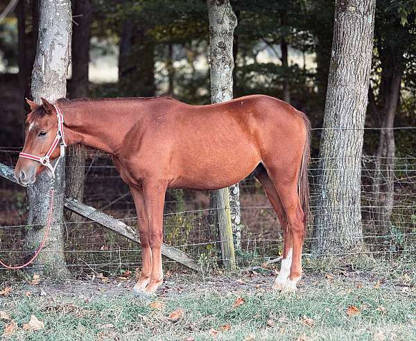 affordable-quarter-horse