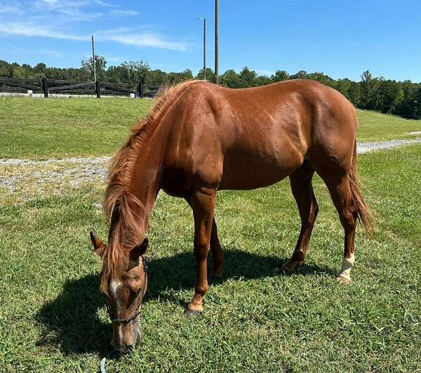 quick-feet-gelding