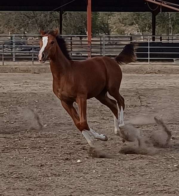 cutting-horse-arabian