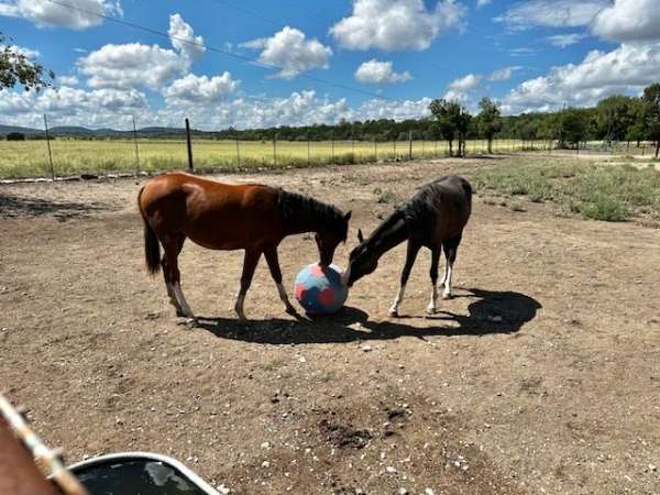 hay-arabian-horse