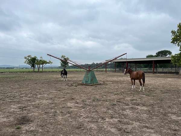 never-handled-arabian-horse