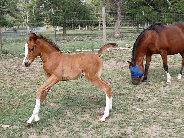 sea-arabian-horse