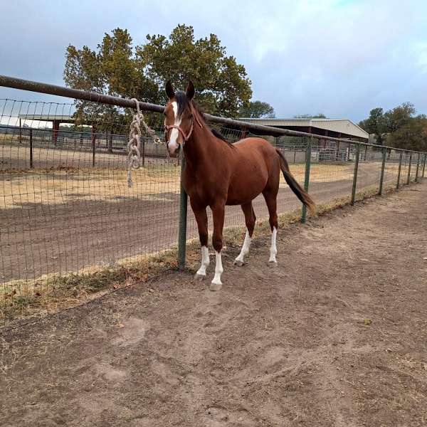 west-nile-arabian-horse