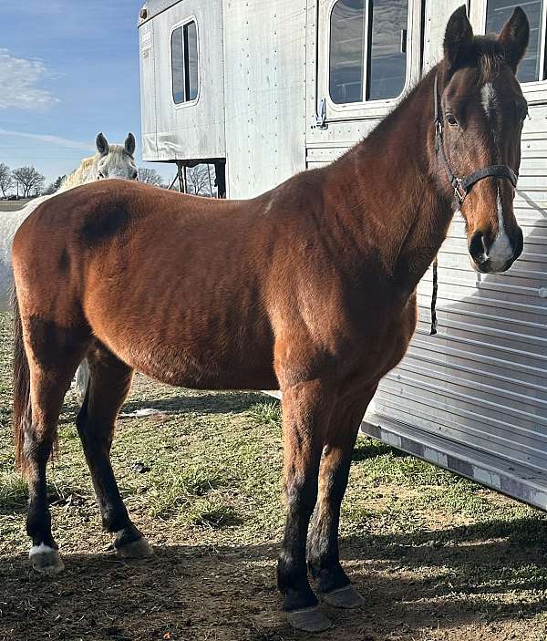 bay-star-snip-small-hind-sock-horse