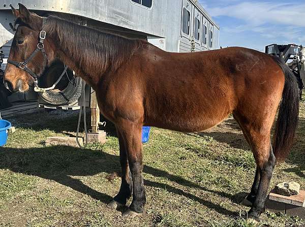 your-choice-tennessee-walking-horse