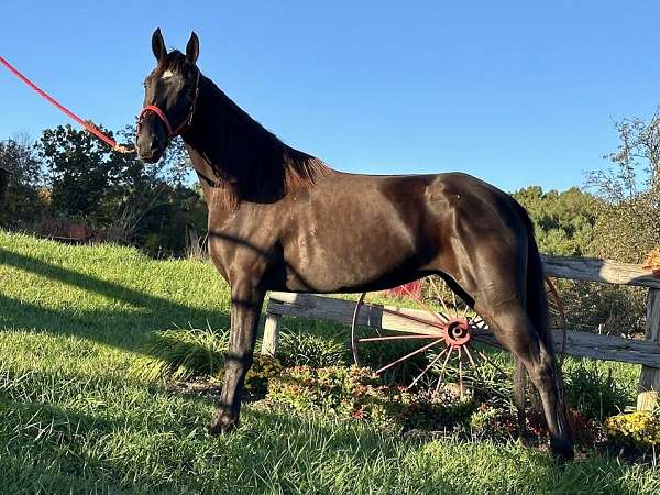 beautiful-filly-tennessee-walking-horse