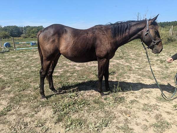 appendix-gelding