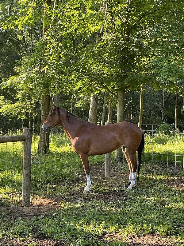 quarter-horse-mare