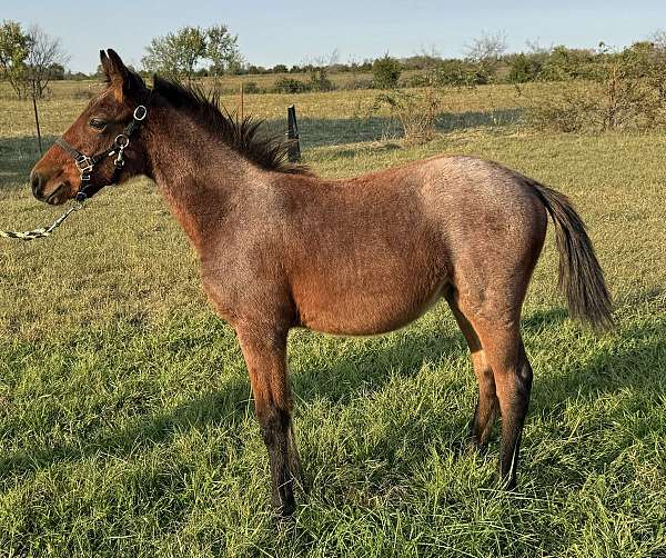 possibly-homozygous-agouti-roan-horse