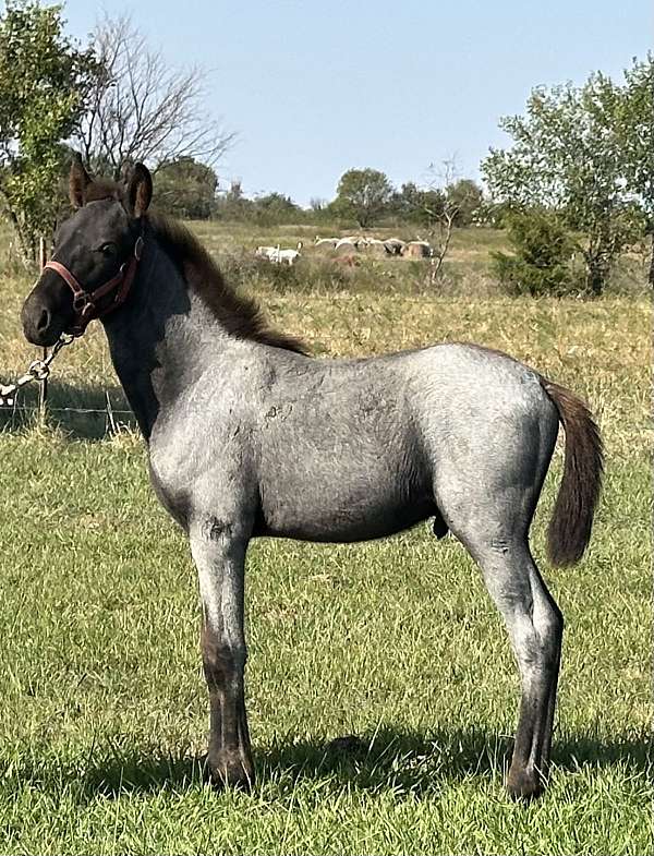 field-trial-colt-weanling