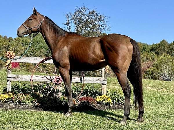 bay-thoroughbred-gelding